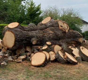 Large tree trunk with cut logs around it.